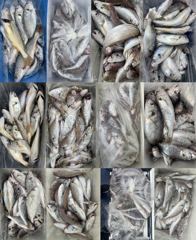 [ 한스타호] · 8월19일 부세 백조기 넘치는 대장쿨러 초대박 조황 사진