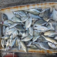 [고성] 병산 8/19 감성돔 농어 마리수 선외기흘림조황~~ 사진