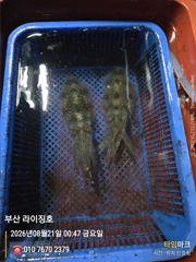 8월20일 무늬오징어 사진