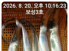 [통영] 14석 보성3호 갈치가 완전 풍년입니다  ~~계속 예약중 자리여… 사진