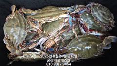 8월20일 에르메스 꽃게 대박조황 사진