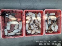 뉴아재피싱 갑오징어 탐사 이벤트 출항합니닷! 사진