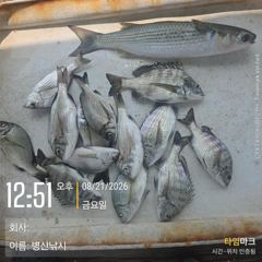 병산 감성돔 농어 마리수 선외기흘림조황~~