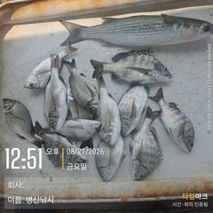 [고성] 병산 8/21 감성돔 ,농어마리수 선외기 흘림조황~~ 사진
