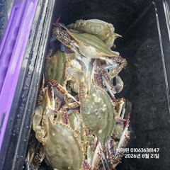 꽃게낚시~♪ 8 . 21( 금요일 ) [[[ 무창포프로낚시 ]]] <<<<<< 빅 마 린 >>>>> 꽃 게 조황보고.... 사진