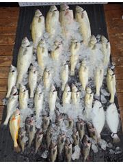 [농어조황] (13명출조) 8월21일 대농어 출조 (굿~!!) 사진