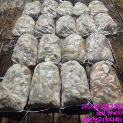 <레인보우호> 야간문어~400수 대박!~행진(21일) 사진