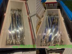 [통영] 통영서진호 14석>> 먼바다~대갈치~ 전원 쿨러조황~!! …