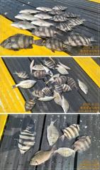 [통영] 선외기 흘림에 감성돔,돌돔 마리수 조황 사진