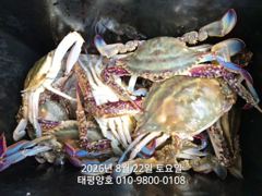8월22일 토요일 꽃게낚시 마무리 조황입니다. 사진
