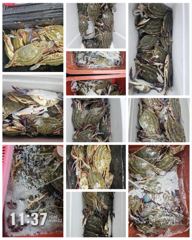 8월22일(토) 비엔나호 꽃게 조황 사진