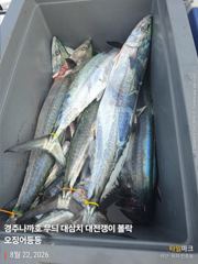 왕고구마 무늬 그리고 대삼치는 쿨러 조황 사진