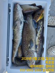 묵호항 왕대구 조황입니다  사진