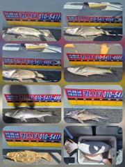 오이도 킹스타호 8월23일오수질 조황입니다 사진