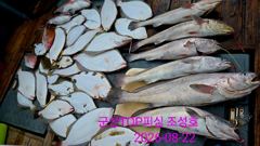 오늘의 조황 - 8월22일!생미끼외수질! 최종조황! - 군산 탑피싱,배낚시,바다낚시 사진