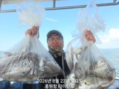 오늘의조황 - [홍원항타이탄호]8월23일(일) 사이즈 좋은 백조기로 찬거리 장만하고 왔습니다. - 홍원항 블랙펄호,배낚시,바다낚시,광어 다운샷, 참돔 타이라바, 백조기, 주꾸미, 갑오징어, 우럭 사진
