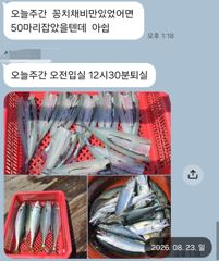 [마산] 마산 원전 선상낚시터 일요일 주간 조황 사진