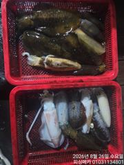 25일 금오열도 무늬오징어 조황입니다  사진