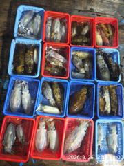 새바다1호 야간 무늬오징어 팁런 다녀 왔읍니다  오늘 예약가능합니다 사진