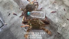 8월25일 에르메스호 야간꽃게 굿 조황 사진