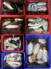 제주 어신호" 8월 25일 야간 무늬오징어 조황 사진