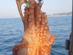 26일 돌문어 키로급외 장원 15수12수10수등 퍽퍽..  ( 예약가능 ) 사진
