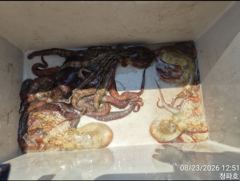 [진해] 돌문어 )) 문어조황입니다~~@@ 사진