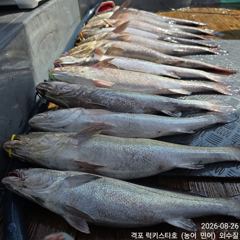 오늘의조황 - 8월 26 격포럭키스타 15분 씨알 굳조황 - 격포 럭키스타호 사진