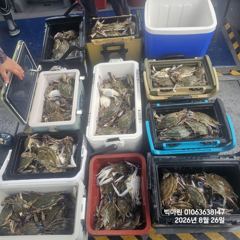 꽃게낚시~♪ 8 . 26( 수요일 ) [[[ 무창포프로낚시 ]]] &lt;&lt;&lt;&lt;&lt;&lt; 빅 마 린 &gt;&gt;&gt;&gt;&gt; 꽃 게 조황보고.... 사진