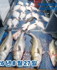 <뉴오리온호> 생미끼 대박 조황(27일)-3분 모시고 황제낚시 다녀왔습니다. 사진