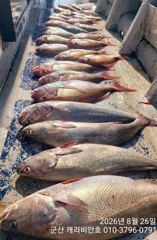 참돔조황 - 8/26 캐리비안호 참돔, 민어 조황입니다. - 군산 캐리비안호 사진