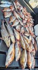 8/26 <스텔스호> 타이라바 씨알급 참돔 & 민어 조황 GOOD~! 금/토/일 여유자리 많습니다 사진