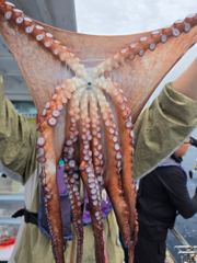 8.28 문어조황