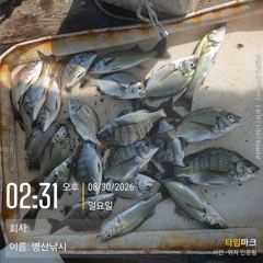[고성] 병산 감성돔 농어 마리수 선외기 흘림조황~~ 사진