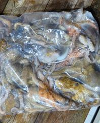 [포항] 29일 조황>> 야간 돌문어~!(월화 운동장) 사진