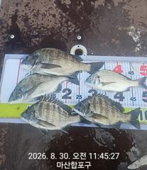 [마산] 뉴성진호/오늘 감성돔 [예약가능] 사진