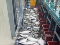오늘의조황 - 8월 29일 뉴용궁호 조황입니다 - 신진레저낚시 사진