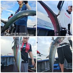 (東)동해조황 - 대삼치들과 전쟁중~ 엄청나게 큰놈들이 물고늘어집니다 내일 한타임 예약중입니다 사진