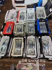(南)남해조황 - 31일새벽 우~와 씨알큰 내만갈치 전원 텐빈 루어 타작~!! 오늘 예약가능