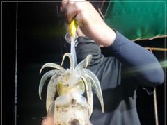 (南)남해조황 - 내만갈치,굵은씨알 대박오늘출항 화,수,목,금,토,일,쭉 예약가능 / 준내만갈치,5지까지만쿨 화,수,목,금,토,일,쭉 예약가능 사진
