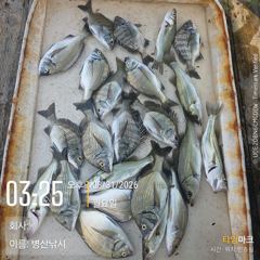 [고성] 병산 감성돔 농어마리수 선외기 흘림조황~~ 사진