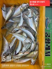 [곤리 풍화] 궁항레저 8월 29-30일 조황입니다 사진