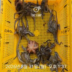 [사천] 암초 포인트 문어 낚시 사진