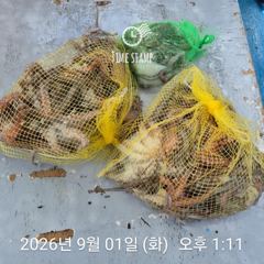 암초 포인트 문어 낚시 사진