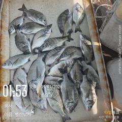 [고성] 병산 감성돔 35외 엄청마리수 선외기 흘림조황~~