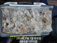 [쭈갑조황] [홍원항타이탄호] 9월1일 (화) 쭈꾸미 금어기 해제 첫날 신고식!!!