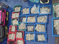 9월1일쭈꾸미 첮출조조황 사진