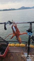 실시간 쭈꾸미 베리굿 사진
