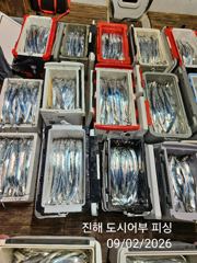 (南)남해조황 - 2일새벽 우~와 씨알큰 내만갈치 완전 대~박 물반 갈치반!!오늘 예약가능 사진