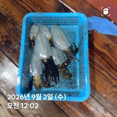 26.09.01 화요일 무늬오징어 조황 강구 신신2호 팁런 선상낚시 사진